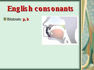 English consonants Bilabials:  p, b 