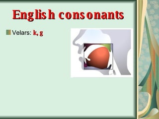 English consonants Velars:  k, g 