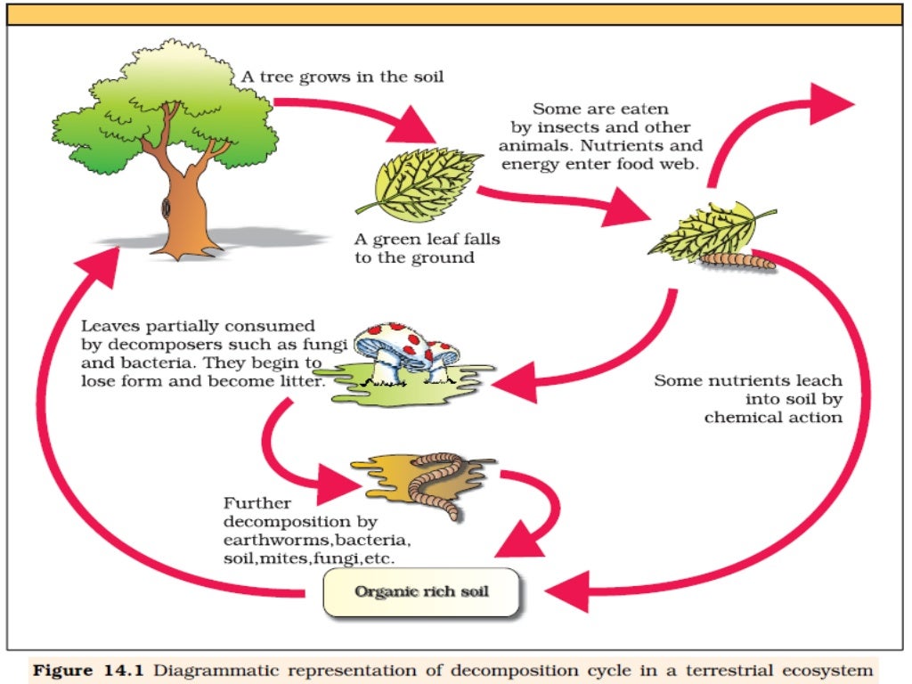 organic matter