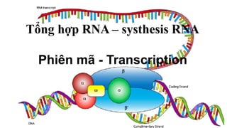 Tổng hợp RNA – systhesis RNA
Phiên  mã  -­ Transcription
 