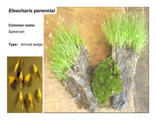 12
Eleocharis perennial
Common name:
Spikerush
Type: Annual sedge
 