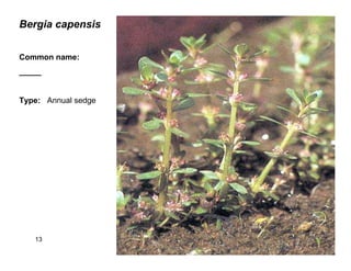 13
Bergia capensis
Common name:
_____
Type: Annual sedge
 