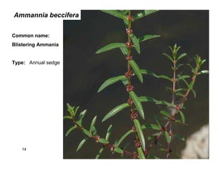 14
Ammannia beccifera
Common name:
Blistering Ammania
Type: Annual sedge
 