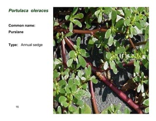 16
Portulaca oleraces
Common name:
Purslane
Type: Annual sedge
 