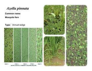 18
Azolla pinnata
Common name:
Mosquito fern
Type: Annual sedge
 