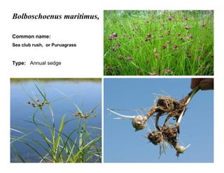 19
Bolboschoenus maritimus,
Common name:
Sea club rush, or Puruagrass
Type: Annual sedge
 