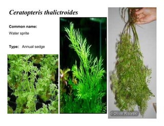 20
Ceratopteris thalictroides
Common name:
Water sprite
Type: Annual sedge
 