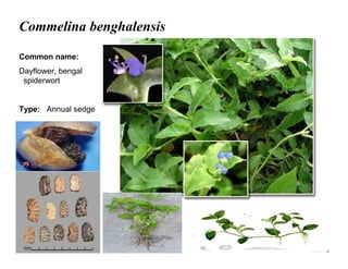 21
Commelina benghalensis
Common name:
Dayflower, bengal
spiderwort
Type: Annual sedge
 