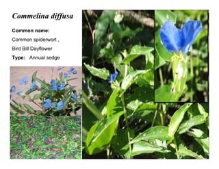 22
Commelina diffusa
Common name:
Common spiderwort ,
Bird Bill Dayflower
Type: Annual sedge
 