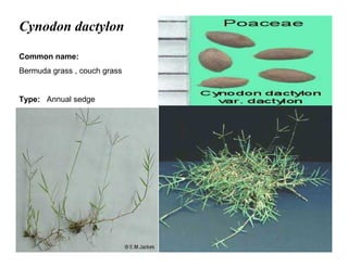 23
Cynodon dactylon
Common name:
Bermuda grass , couch grass
Type: Annual sedge
 