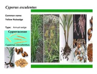 24
Cyperus esculentus
Common name:
Yellow Nutsedge
Type: Annual sedge
 