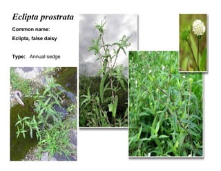 26
Eclipta prostrata
Common name:
Eclipta, false daisy
Type: Annual sedge
 