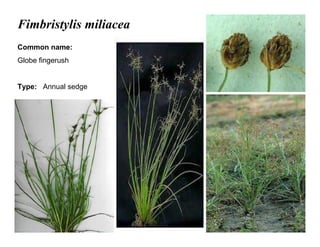 28
Fimbristylis miliacea
Common name:
Globe fingerush
Type: Annual sedge
 