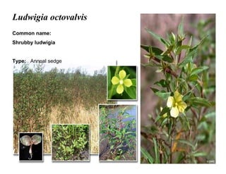32
Ludwigia octovalvis
Common name:
Shrubby ludwigia
Type: Annual sedge
 