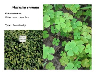 33
Marsilea crenata
Common name:
Water clover, clover fern
Type: Annual sedge
 