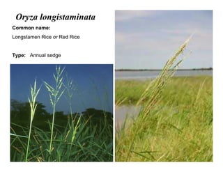 36
Oryza longistaminata
Common name:
Longstamen Rice or Red Rice
Type: Annual sedge
 