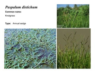 37
Paspalum distichum
Common name:
Knotgrass
Type: Annual sedge
 