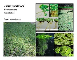 38
Pistia stratiotes
Common name:
Water lettuce
Type: Annual sedge
 