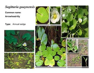 39
Sagittaria guaynensis
Common name:
Arrowhead-lily
Type: Annual sedge
 