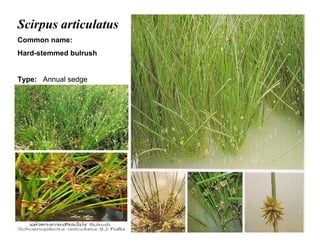 40
Scirpus articulatus
Common name:
Hard-stemmed bulrush
Type: Annual sedge
 