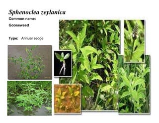 41
Sphenoclea zeylanica
Common name:
Gooseweed
Type: Annual sedge
 