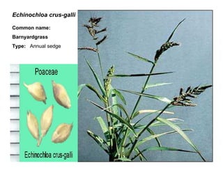 7
Echinochloa crus-galli
Common name:
Barnyardgrass
Type: Annual sedge
 
