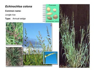 8
Echinochloa colona
Common name:
Jungle rice
Type: Annual sedge
 