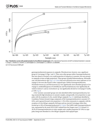 gammaproteobacterial sequences in copepods. Photobacterium, however, was a significant
group in Centropages S (Figs 3 and 4). There were other groups within Gammaproteobacteria
that were absent or formed a very small proportion of sequences in seawater, but were present
in copepods at times at high proportions. These groups included Halomonadaceae, Moraxella-
ceae, and Marinobacter spp. (Fig 3, S3 Table) that were all found across many replicates in Cen-
tropages S, but were also found in other copepod types. Within Gammaproteobacteria,
Pseudoalteromonas sp. and Marinomonas sp. were significantly more abundant groups in Cen-
tropages S, unidentified genera of Colwelliaceae and Piscirickettsiaceae were significantly ele-
vated in Calanus F, and an Acitenobacter sp. was significantly elevated in Centropages F (LefSe,
p<0.05, Fig 4).
A few ‘seawater-associated’ groups were also identified within Gammaproteobacteria, hav-
ing consistently high abundances in seawater samples, and generally a low proportion in cope-
pods, with the exception of a few, mostly full gut copepods (Fig 3). A phylotype identified as
Candidatus Portiera formed a large component of the Gammaproteobacteria in seawater (27–
62%), and in general formed a low proportion (<2%) of the community in copepods, with the
exception of a few full gut copepods of all types and one starved Centropages where they
formed up to 18% of Gammaproteobacteria (S3 Table). The SAR92 clade Gammaproteobacter-
ium, represented by the strain HTCC2207 isolated from the Oregon coast [29], formed 3.3–
20.3% of Gammaproteobacteria in water samples and a smaller proportion (0–10%) in cope-
pods, being most abundant in a few full gut copepods of all copepod types.
Fig 1. Rarefaction curves with pooled samples for the different sample types. OTU, Operational Taxonomic Unit (97% similarity threshold). S, starved;
F, full gut; 1, Acartia S; 2, Acartia F; 3, Centropages S; 4, Centropages F, 5, Calanus F, 6, Seawater.
doi:10.1371/journal.pone.0138967.g001
Stable and Transient Members in the Marine Copepod Microbiome
PLOS ONE | DOI:10.1371/journal.pone.0138967 September 22, 2015 5 / 17
 