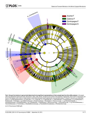 Fig 4. Groups from phylum to genus level determined to be significant representatives of their sample type from the LefSe analysis. In the graph,
each ring represents a taxonomic level, with phylum, class, order, family, and genus from center to the periphery, respectively. Each circle is a taxonomic unit
found in the dataset, with circles or nodes shown in color where the taxon was a significantly more abundant group. F, full gut; S, starved. ug, unidentified
genus; a. ug_Microbacteriaceae b. ug_family NS11_12, c. family NS_12, d. Veillonella spp., e. Veillonellaceae, f. Fusobacteriales, g. ug_Pirellulaceae, h.
Pirellulaceae, i. Pirellulales, j. ug_Bradyrhizobiaceae, k. Bradyrhizobiaeae, l. Rhizobiales, m. Paracoccus spp., n. ug_Rhodobacteraceae, o.
Rhodobacteraceae, p. Rhodobacterales, q. ug_Colwelliaceae, r. Colwelliaceae, s. Marinomonas spp., t. Acitenobacter spp., u. ug_Piscirickettsiaceae, v.
Piscirickettsiaceae, w. Thiotrichales, x. Pseudoalteromonas spp., y. Pseudoalteromonadaceae, z. Photobacterium spp.
doi:10.1371/journal.pone.0138967.g004
Stable and Transient Members in the Marine Copepod Microbiome
PLOS ONE | DOI:10.1371/journal.pone.0138967 September 22, 2015 8 / 17
 