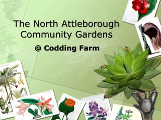 The North Attleborough
Community Gardens
@ Codding Farm
 