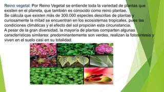Reino vegetal: Por Reino Vegetal se entiende toda la variedad de plantas que
existen en el planeta, que también es conocido como reino plantae.
Se calcula que existen más de 300.000 especies descritas de plantas y
curiosamente la mitad se encuentran en los ecosistemas tropicales, pues las
condiciones climáticas y el efecto del sol propician esta circunstancia.
A pesar de la gran diversidad, la mayoría de plantas comparten algunas
características similares: predominantemente son verdes, realizan la fotosíntesis y
viven en el suelo casi en su totalidad.
 
