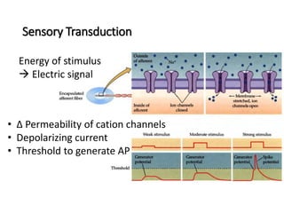 Lecture 12 Somatosensory System and Nociception | PDF