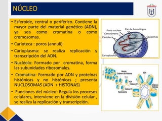 C6 LA CÉLULA 2023-I.ppt