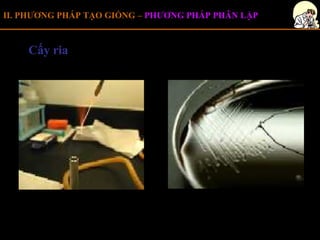 C 6 tao giong vsv | PPT