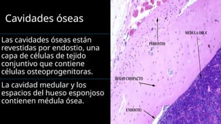 HISTOLOGIA CLASE DE TEJIDO OSEO HUMANO.. | PPTX