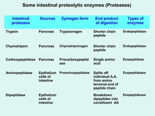 Some intestinal proteolytic enzymes (Proteases)
Intestinal
proteases
Sources Zymogen form End product
of digestion
Types of
enzymes
Trypsin Pancreas Trypsionogen Shorter chain
peptide
Endopeptidase
Chymotripsin Pancreas Chymotripsinogen Shorter chain
peptide
Endopeptidase
Carboxypeptidase Pancreas Procarboxypeptid
ase
Single amino
acid
Exopeptidase
Aminopeptidase Epithelium
cells of
intestine
Proaminopeptidase Splits off
individual A.A.
from amino
terminal end of
peptide chain
Exopeptidease
Dipeptidase Epithelium
cells of
intestine
Breakdown
dipeptides into
constituent AA
Exopeptidease
 