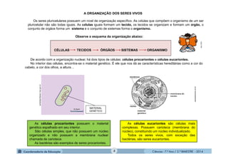 Ciências - 7.º Ano / 2.º BIMESTRE - 2014Ciências - 7.º Ano / 2.º BIMESTRE - 2014
Os seres pluricelulares possuem um nível de organização específico. As células que compõem o organismo de um ser
pluricelular não são todas iguais. As células iguais formam um tecido, os tecidos se organizam e formam um órgão, o
conjunto de órgãos forma um sistema e o conjunto de sistemas forma o organismo.
Observe o esquema da organização abaixo:
MATERIAL
GENÉTICO
portaldoprofessor.mec.gov.br
searadaciencia.ufc.br
CÉLULAS TECIDOS ÓRGÃOS SISTEMAS ORGANISMO
MULTIRIO
As células procariontes possuem o material
genético espalhado em seu interior.
São células simples, que não possuem um núcleo
organizado e não possuem a membrana nuclear
chamada de carioteca.
As bactérias são exemplos de seres procariontes.
As células eucariontes são células mais
complexas. Possuem carioteca (membrana do
núcleo), constituindo um núcleo individualizado.
Todos os seres vivos, com exceção das
bactérias, são seres eucariontes.
De acordo com a organização nuclear, há dois tipos de células: células procariontes e células eucariontes.
No interior das células, encontra-se o material genético. É ele que nos dá as características hereditárias como a cor do
cabelo, a cor dos olhos, a altura…
A ORGANIZAÇÃO DOS SERES VIVOS
4
 