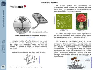 Ciências-7.ºAno
3.ºBIMESTRE/2013
Os fungos podem ser unicelulares ou
pluricelulares. Isto é, podem ser formados por uma
única célula, como as leveduras, ou serem formados
por muitas células, como os cogumelos.
As células dos fungos têm o núcleo organizado e
por isso são chamadas de eucariontes, como vimos
no caderno pedagógico do 1º bimestre de 2013.
Os fungos se reproduzem tanto de forma
assexuada quanto sexuada. Normalmente, as
leveduras se reproduzem assexuadamente, enquanto
os fungos pluricelulares se reproduzem
sexuadamente. Os cogumelos são os corpos
reprodutivos dos fungos que estão sob o solo. Esses
corpos reprodutivos produzem esporos que são
liberados e carregados pelo vento, dando origem a
novos fungos.
11
www.dombosco.com.br
No pão mofado, o “mofo” é formado por várias
estruturas como essa da imagem acima. As células
dos fungos são chamadas HIFAS. As hifas se
reúnem e formam o corpo do fungo chamado
MICÉLIO.
Agora, vamos observar as HIFAS mais de perto.
www.asturnatura.com
ESSE FUNGO SOU EU!
LEVEDURAS
COGUMELO
www.brasilescola.com
www.notapositiva.com
Sim ou não.
Corpo
Reprodutivo
Glossário: esporos – pequeninas estruturas de reprodução dos fungos.
reinofungi.no.comunidades.net
 