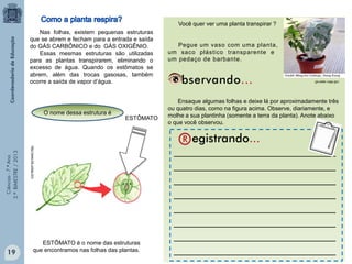 Ciências-7.ºAno
3.ºBIMESTRE/2013
Nas folhas, existem pequenas estruturas
que se abrem e fecham para a entrada e saída
do GÁS CARBÔNICO e do GÁS OXIGÊNIO.
Essas mesmas estruturas são utilizadas
para as plantas transpirarem, eliminando o
excesso de água. Quando os estômatos se
abrem, além das trocas gasosas, também
ocorre a saída de vapor d’água.
http://www.ibb.unesp.br/n
ESTÔMATO
O nome dessa estrutura é
ESTÔMATO é o nome das estruturas
que encontramos nas folhas das plantas.
__________________________________________________
__________________________________________________
__________________________________________________
__________________________________________________
__________________________________________________
__________________________________________________
__________________________________________________
__________________________________________________19
Você quer ver uma planta transpirar ?
Pegue um vaso com uma planta,
um saco plástico transparente e
um pedaço de barbante.
Ensaque algumas folhas e deixe lá por aproximadamente três
ou quatro dias, como na figura acima. Observe, diariamente, e
molhe a sua plantinha (somente a terra da planta). Anote abaixo
o que você observou.
ga.water.usgs.gov
 