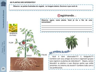 Ciências-7.ºAno
3.ºBIMESTRE/2013
http://losterceros266.wikispaces.com
Observe as partes ilustradas do vegetal, na imagem abaixo. Escreva o que você vê.
____________________________________________________________________________________________
SEMENTE
(no fruto)
Você é bom observador??? E fotógrafo???
Combine com seus amigos da turma e organizem grupos
para registrar as plantas da redondeza!!! Depois, vamos
descobrir as plantas e suas diversas partes que estão
presentes no entorno da escola!!! Combine tudo com o
seu professor(a).
Observe, agora, outra planta. Você já viu a flor de uma
samambaia?
_________________________________________________________
_________________________________________________________
_________________________________________________________
_________________________________________________________
www.naturaexpress.com
25
FRUTO
FLOR
FOLHACAULE
RAIZ
AS PLANTAS SÃO DIFERENTES?
www.campinas.spm.embrapa.br
 
