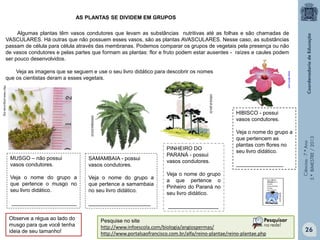 Ciências-7.ºAno
3.ºBIMESTRE/2013
Algumas plantas têm vasos condutores que levam as substâncias nutritivas até as folhas e são chamadas de
VASCULARES. Há outras que não possuem esses vasos, são as plantas AVASCULARES. Nesse caso, as substâncias
passam de célula para célula através das membranas. Podemos comparar os grupos de vegetais pela presença ou não
de vasos condutores e pelas partes que formam as plantas: flor e fruto podem estar ausentes - raízes e caules podem
ser pouco desenvolvidos.
Veja as imagens que se seguem e use o seu livro didático para descobrir os nomes
que os cientistas deram a esses vegetais.
AS PLANTAS SE DIVIDEM EM GRUPOS
http://www.pinguicula.org/
sobiologia.com.br
cultura.pr.gov.br
MUSGO – não possui
vasos condutores.
Veja o nome do grupo a
que pertence o musgo no
seu livro didático.
______________________
SAMAMBAIA - possui
vasos condutores.
Veja o nome do grupo a
que pertence a samambaia
no seu livro didático.
_____________________
PINHEIRO DO
PARANÁ - possui
vasos condutores.
Veja o nome do grupo
a que pertence o
Pinheiro do Paraná no
seu livro didático.
_________________
HIBISCO - possui
vasos condutores.
Veja o nome do grupo a
que pertencem as
plantas com flores no
seu livro didático.
________________
Observe a régua ao lado do
musgo para que você tenha
ideia de seu tamanho! 26
www.abril.com
Pesquise no site
http://www.infoescola.com/biologia/angiospermas/
http://www.portalsaofrancisco.com.br/alfa/reino-plantae/reino-plantae.php
 