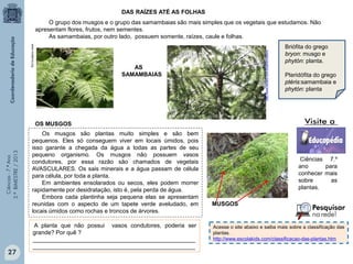 Ciências-7.ºAno
3.ºBIMESTRE/2013
AS
SAMAMBAIAS
www.vivaterra.org
O grupo dos musgos e o grupo das samambaias são mais simples que os vegetais que estudamos. Não
apresentam flores, frutos, nem sementes.
As samambaias, por outro lado, possuem somente, raízes, caule e folhas.
OS MUSGOS
Os musgos são plantas muito simples e são bem
pequenos. Eles só conseguem viver em locais úmidos, pois
isso garante a chegada da água a todas as partes de seu
pequeno organismo. Os musgos não possuem vasos
condutores, por essa razão são chamados de vegetais
AVASCULARES. Os sais minerais e a água passam de célula
para célula, por toda a planta.
Em ambientes ensolarados ou secos, eles podem morrer
rapidamente por desidratação, isto é, pela perda de água.
Embora cada plantinha seja pequena elas se apresentam
reunidas com o aspecto de um tapete verde aveludado, em
locais úmidos como rochas e troncos de árvores.
27
Acesse o site abaixo e saiba mais sobre a classificação das
plantas.
http://www.escolakids.com/classificacao-das-plantas.htm
DAS RAÍZES ATÉ AS FOLHAS
http://www.fazfacil.com.br/jardim/xaxim/
MUSGOS
Ciências 7.º
ano para
conhecer mais
sobre as
plantas.
A planta que não possui vasos condutores, poderia ser
grande? Por quê ?
__________________________________________________
__________________________________________________
Briófita do grego
bryon: musgo e
phytón: planta.
Pteridófita do grego
ptéris:samambaia e
phytón: planta
 