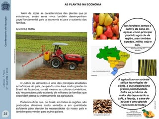 Ciências-7.ºAno
3.ºBIMESTRE/2013
AS PLANTAS NA ECONOMIA
35
www.clickescolar.com.br
www.ceasacampinas.com.br
Além de todas as características das plantas que já
estudamos, esses seres vivos também desempenham
papel fundamental para a economia e para o sustento das
famílias.
AGRICULTURA
O cultivo de alimentos é uma das principais atividades
econômicas do país, ocupando uma área muito grande no
Brasil. As fazendas, ou até mesmo as culturas domésticas,
são responsáveis pelo sustento de milhares de famílias que
dependem direta ou indiretamente da agricultura.
Podemos dizer que, no Brasil, em todas as regiões, são
produzidos alimentos muito variados e em quantidade
suficiente para atender às necessidades do nosso país e
também para vender para outros países.
www.revistaplantar.com.br
No nordeste, temos o
cultivo da cana-de-
açúcar, como principal
produto agrícola da
região, mas também
algodão, milho, soja e
caju.
http://www.ipea.gov.br/portal/images/stories/
PDFs/TDs/td_1786.pdf
adaptado
A agricultura no sudeste
utiliza tecnologias de
ponta, o que proporciona
grande produtividade.
Entre os produtos de
maior destaque estão o
café, a laranja, a cana-de-
açúcar e uma grande
variedade de frutas.
www.mundoeducacao.com.br
revistagloborural.globo.com
Retirado de:
http://www.grupoescolar.c
om/pesquisa/agricultura-
no-sudeste-do-brasil.html
 