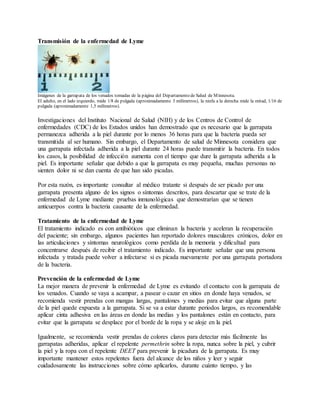 Transmisión de la enfermedad de Lyme
Imágenes de la garrapata de los venados tomadas de la página del Departamento de Salud de Minnesota.
El adulto, en el lado izquierdo, mide 1/8 de pulgada (aproximadamente 3 milímetros), la ninfa a la derecha mide la mitad, 1/16 de
pulgada (aproximadamente 1,5 milímetros).
Investigaciones del Instituto Nacional de Salud (NIH) y de los Centros de Control de
enfermedades (CDC) de los Estados unidos han demostrado que es necesario que la garrapata
permanezca adherida a la piel durante por lo menos 36 horas para que la bacteria pueda ser
transmitida al ser humano. Sin embargo, el Departamento de salud de Minnesota considera que
una garrapata infectada adherida a la piel durante 24 horas puede transmitir la bacteria. En todos
los casos, la posibilidad de infección aumenta con el tiempo que dure la garrapata adherida a la
piel. Es importante señalar que debido a que la garrapata es muy pequeña, muchas personas no
sienten dolor ni se dan cuenta de que han sido picadas.
Por esta razón, es importante consultar al médico tratante si después de ser picado por una
garrapata presenta alguno de los signos o síntomas descritos, para descartar que se trate de la
enfermedad de Lyme mediante pruebas inmunológicas que demostrarían que se tienen
anticuerpos contra la bacteria causante de la enfermedad.
Tratamiento de la enfermedad de Lyme
El tratamiento indicado es con antibióticos que eliminan la bacteria y aceleran la recuperación
del paciente; sin embargo, algunos pacientes han reportado dolores musculares crónicos, dolor en
las articulaciones y síntomas neurológicos como perdida de la memoria y dificultad para
concentrarse después de recibir el tratamiento indicado. Es importante señalar que una persona
infectada y tratada puede volver a infectarse si es picada nuevamente por una garrapata portadora
de la bacteria.
Prevención de la enfermedad de Lyme
La mejor manera de prevenir la enfermedad de Lyme es evitando el contacto con la garrapata de
los venados. Cuando se vaya a acampar, a pasear o cazar en sitios en donde haya venados, se
recomienda vestir prendas con mangas largas, pantalones y medias para evitar que alguna parte
de la piel quede expuesta a la garrapata. Si se va a estar durante periodos largos, es recomendable
aplicar cinta adhesiva en las áreas en donde las medias y los pantalones están en contacto, para
evitar que la garrapata se desplace por el borde de la ropa y se aloje en la piel.
Igualmente, se recomienda vestir prendas de colores claros para detectar más fácilmente las
garrapatas adheridas, aplicar el repelente permethrin sobre la ropa, nunca sobre la piel, y cubrir
la piel y la ropa con el repelente DEET para prevenir la picadura de la garrapata. Es muy
importante mantener estos repelentes fuera del alcance de los niños y leer y seguir
cuidadosamente las instrucciones sobre cómo aplicarlos, durante cuánto tiempo, y las
 