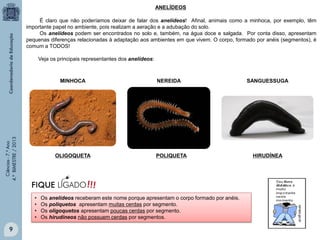 ANELÍDEOS
É claro que não poderíamos deixar de falar dos anelídeos! Afinal, animais como a minhoca, por exemplo, têm
importante papel no ambiente, pois realizam a aeração e a adubação do solo.
Os anelídeos podem ser encontrados no solo e, também, na água doce e salgada. Por conta disso, apresentam
pequenas diferenças relacionadas à adaptação aos ambientes em que vivem. O corpo, formado por anéis (segmentos), é
comum a TODOS!
Veja os principais representantes dos anelídeos:

Ciências - 7.º Ano
4.º BIMESTRE / 2013

MINHOCA

OLIGOQUETA

•
•
•
•

9

NEREIDA

POLIQUETA

Os anelídeos receberam este nome porque apresentam o corpo formado por anéis.
Os poliquetos apresentam muitas cerdas por segmento.
Os oligoquetos apresentam poucas cerdas por segmento.
Os hirudíneos não possuem cerdas por segmentos.

SANGUESSUGA

HIRUDÍNEA

 