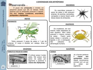 A DIVERSIDADE DOS ARTRÓPODES

O grupo dos artrópodes é dividido em
pequenos grupos que são as classes. Então
dizemos que os artrópodes possuem 5 classes.
São elas: insetos, crustáceos, aracnídeos,
quilópodes e diplópodes.
INSETOS

Os aracnídeos possuem 4
pares de patas e não possuem
antenas. As aranhas, escorpiões,
carrapatos e ácaros fazem parte
dessa classe de artrópodes.

animais.culturamix.com

ARACNÍDEOS

GAFANHOTO
CRUSTÁCEOS

Ciências - 7.º Ano
4.º BIMESTRE / 2013

LACRAIA

SEGMENTOS

:
http://animais.culturamix.com/curiosid
ades/centopeia

O embuá possui muitas
patas. Ele possui dois
pares de patas por
segmento e pertence à
classe dos diplópodes.

pt.treknature.com

11

QUILÓPODES

DIPLÓPODES
EMBUÁ OU PIOLHO DE COBRA

http://www.varbak.com

http://wwwsever2010coml

Todos possuem 3 pares de patas e 1 par de
antenas. O corpo é dividido em cabeça, tórax e
abdômen.

Os crustáceos, em sua
maioria, estão adaptados ao
meio aquático. Nem todos
possuem o mesmo número
de patas.
Fazem parte
dessa classe o camarão, a
lagosta, o siri, o caranguejo.
São
utilizados
na
alimentação humana.

SEGMENTOS

Já a lacraia pertence
à
classe
dos
quilópodes. Nessa
classe, encontramos
animais com um par
de
patas
por
segmento.

 