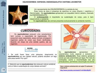 EQUINODERMOS: ESPINHOS, ENDOESQUELETO E SISTEMA LOCOMOTOR

Um representante dos EQUINODERMOS é a estrela-do-mar.
Esse nome se deve à presença de espinhos no corpo (Equino = espinhos e
Dermo=pele). Os equinodermos apresentam um esqueleto interno calcário, chamado
de ENDOESQUELETO.
O endoesqueleto é importante na sustentação do corpo, pois é bem
desenvolvido e resistente.
Os equinodermos são animais presentes exclusivamente no ambiente marinho.

15

http://www.infopedia.pt/mostra_imagem.jsp?recid=8366

Ciências - 7.º Ano
4.º BIMESTRE / 2013

http://chc.cienciahoje.uol.com.br/astro-ameacado/

Os equinodermos possuem uma característica
bem curiosa: a capacidade de regeneração. Por
possuírem essa capacidade, esses animais conseguem
regenerar partes do corpo que foram danificadas.
Quando um braço de uma estrela quebra, ele se
regenera.
AGORA,
É COM VOCÊ

!!!

1. Se você fosse fazer uma pesquisa, observando os
equinodermos em seu habitat natural, poderia escolher um lago
para essa tarefa? Por quê?
______________________________________________________
______________________________________________________.
2. Sabendo que os equinodermos não possuem coluna vertebral,
como é feita a sustentação do corpo desses animais?
_____________________________________________________
____________________________________________________.

Os
equinodermos
apresentam
uma
característica muito especial e exclusiva: o
sistema ambulacrário. Esse sistema apresenta
canais que são preenchidos por água. Por meio de
contrações, ocorre a movimentação dos pés
ambulacrários, permitindo a locomoção do animal.
Veja o sistema ambulacrário em ação! É realmente
imperdível:
http://www.youtube.com/watch?v=A100m5EpfFI

 