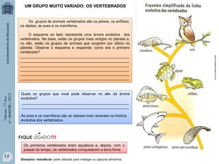 UM GRUPO MUITO VARIADO: OS VERTEBRADOS

Os grupos de animais vertebrados são os peixes, os anfíbios,
os répteis, as aves e os mamíferos.

Ciências - 7.º Ano
4.º BIMESTRE / 2013

Quais os grupos que você pode observar no alto da árvore
evolutiva?
_____________________________________________________
_____________________________________________________
As aves e os mamíferos são as classes mais recentes na história
evolutiva dos vertebrados.

Os primeiros vertebrados eram aquáticos e, depois, com o
passar do tempo, os vertebrados conquistaram a terra firme.

17

Glossário: mandíbula- parte utilizada para mastigar ou capturar alimentos.

www.revistaescolaabril.com.br

O esquema ao lado representa uma árvore evolutiva dos
vertebrados. Na base, estão os grupos mais antigos no planeta e,
no alto, estão os grupos de animais que surgiram por último no
planeta. Observe o esquema e responda: como era o primeiro
vertebrado?
______________________________________________________
______________________________________________________
______________________________________________________
______________________________________________________
______________________________________________________
______________________________________________________

 