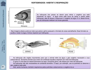 VERTEBRADOS: HABITAT E RESPIRAÇÃO

www.ciencias6ano.forumeiros.com.br

As brânquias dos peixes se abrem para retirar o oxigênio que está
dissolvido na água. A água entra pela boca do peixe e passa pelas
brânquias: elas se abrem e absorvem o oxigênio da água. E é, dessa forma,
que as brânquias realizam as trocas gasosas.

www.biotic.no.sapo.pt

21

http://www.scielo.br

Ciências - 7.º Ano
4.º BIMESTRE / 2013

Nas imagens abaixo pode-se notar que peixe e girino possuem o formato do corpo semelhante. Esse formato os
auxilia a nadar na água. Ambos respiram por brânquias.

GIRINO

PEIXE

As brânquias são órgãos importantes para que o animal retire da água o gás oxigênio necessário a sua
sobrevivência. Somente animais que vivem em ambiente aquático respiram por meio de brânquias.
O girino é uma fase do desenvolvimento do sapo. Enquanto girino, ele respira por meio de brânquias.
As brânquias não são necessárias em ambiente terrestre. O sapo, por exemplo, usa os pulmões ou absorve o
gás oxigênio pela pele.
Nós, seres humanos, também respiramos pelos pulmões e absorvemos o oxigênio do ar.

 