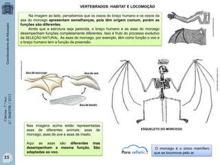 VERTEBRADOS: HABITAT E LOCOMOÇÃO

Ciências - 7.º Ano
4.º BIMESTRE / 2013

naturezabiologica.blogspot.com.br

www.biologiaconcursos.org

Nas imagens acima estão representadas
asas de diferentes animais: asas de
morcego, asas de ave e asas de inseto.
Aqui as asas são diferentes mas
desempenham a mesma função. São
adaptadas ao voo.

25

www.cienciahoje.uol.com.br

Na imagem ao lado, percebemos que os ossos do braço humano e os ossos da
asa do morcego apresentam semelhanças, pois têm origem comum, porém as
funções são diferentes.
Ainda que a estrutura seja parecida, o braço humano e as asas do morcego
desempenham funções completamente diferentes. Isso é fruto do processo evolutivo
da SELEÇÃO NATURAL. As asas do morcego, por exemplo, têm como função o voo e
o braço humano tem a função de preensão.

ESQUELETO DO MORCEGO

O morcego é o único mamífero
que se locomove pelo ar.

 